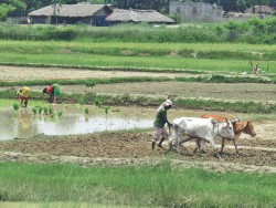 मनसुन सक्रिय हुर्दा पर्सामा ९० प्रतिशत रोपाइँ सम्पन्न,५–७  प्रतिशत  धान बढि फल्ने अनुमान