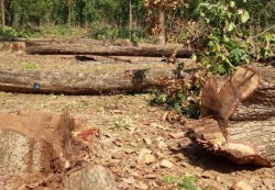 वनमा आधारित उद्यममा नीतिगत समस्याहरु सुधारको खाँचो