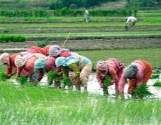 हालसम्म देशभर ६७.३ प्रतिशत रोपाइँ सकियो