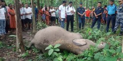 मोरङको बेलबारीमा एक हात्ती मृत भेटियो