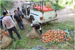 नवलपरासीमा आम्दानीको बलियो स्रोत बन्दै भुइँकटहर खेती