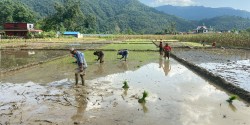 सिन्धुलीमा असारको अन्तिमसम्म  ७५ प्रतिशत रोपाइँ