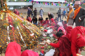 तिहारको चौथो दिन आज गोरु, गोवर्द्धन र हली पूजा