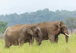 कतारलाई एक जोडी हात्ती उपहार दिने सरकारको निर्णय