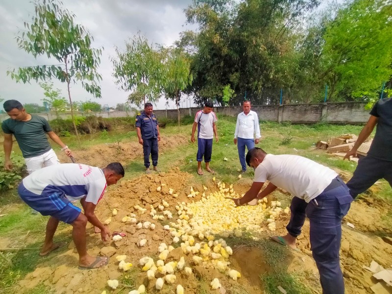 पर्सा प्रहरीद्वारा ५ हजार भारतीय कुखुराको चल्ला नष्ट 