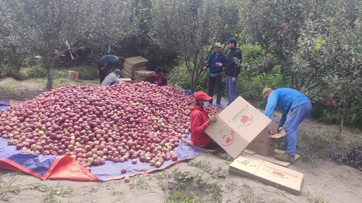 मुगुमा आर्थिक वर्षमा तीन हजार एक सय १३ मेट्रिक टन स्याउ उत्पादन