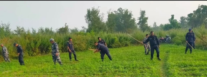 सखुवा प्रसौनी गाउँपालिकामा लगाइएको  गाँजा फडानी गरि नष्ट