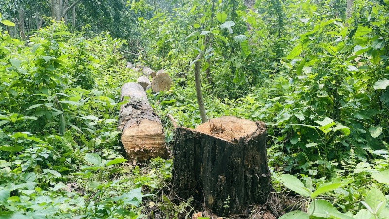 बिनाअनुमतिको काटियो  सयौं रूख चितवन निकुञ्ज कार्यालय नजिकैको वनबाट